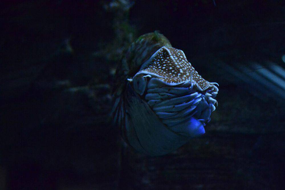 ilustrasi nautilus yang dapat hidup hingga kedalaman 500 meter (Wikimedia Commons/Unuaiga)