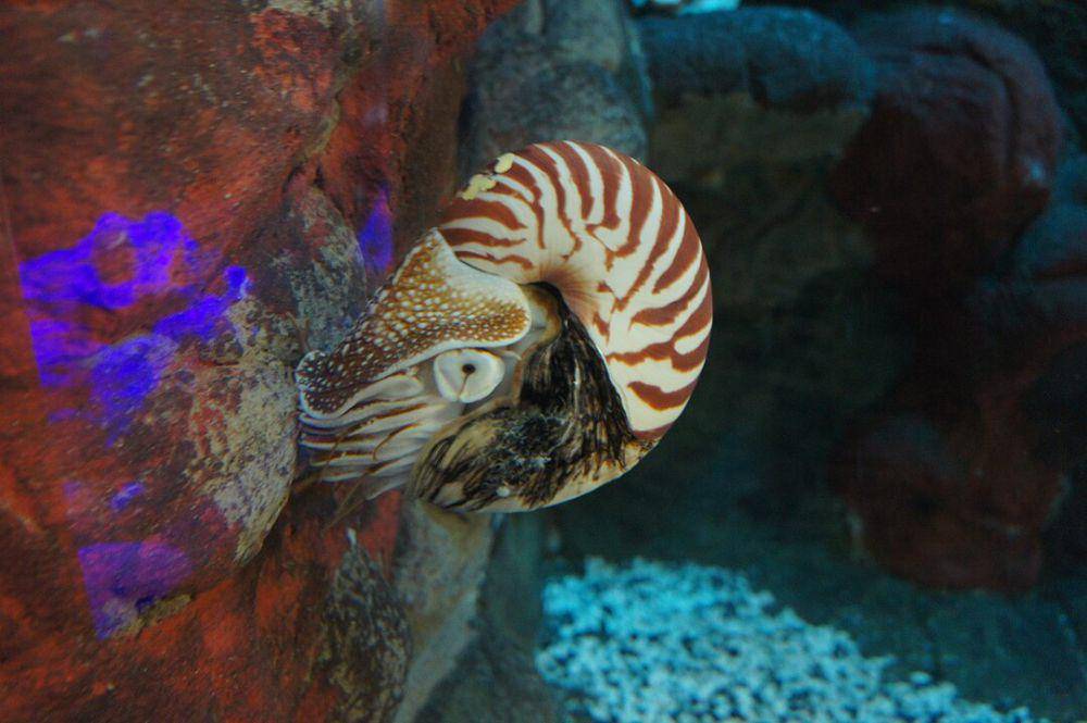 ilustrasi nautilus yang sedang berada di akuarium (Wikimedia Commons/Dolovis)
