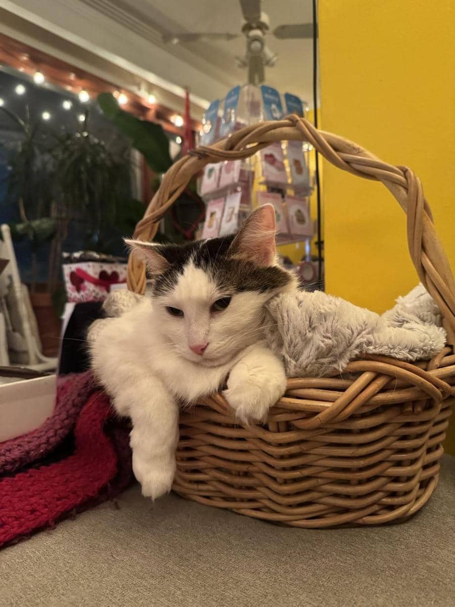 potret lucu kucing nongkrong di keranjang rotan (reddit.com/user/chefzoku)