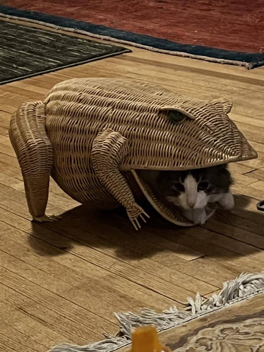 potret lucu kucing nongkrong di keranjang rotan (reddit.com/user/PaintingSuitable1319)