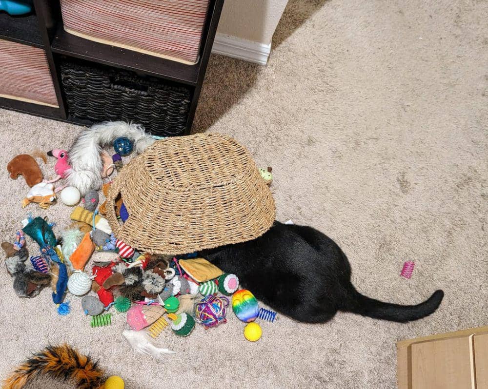 potret lucu kucing nongkrong di keranjang rotan (reddit.com/user/pinkeskimo)