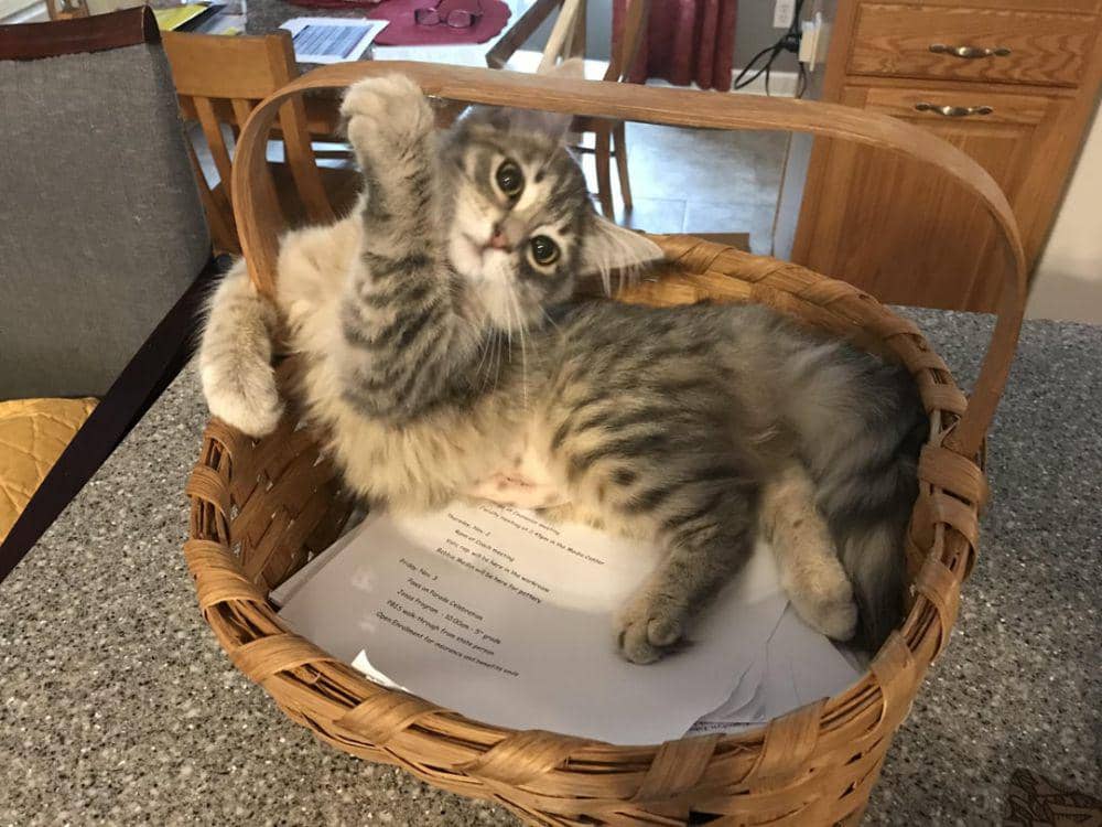 potret lucu kucing nongkrong di keranjang rotan (reddit.com/user/Ohthatsinteresting11)