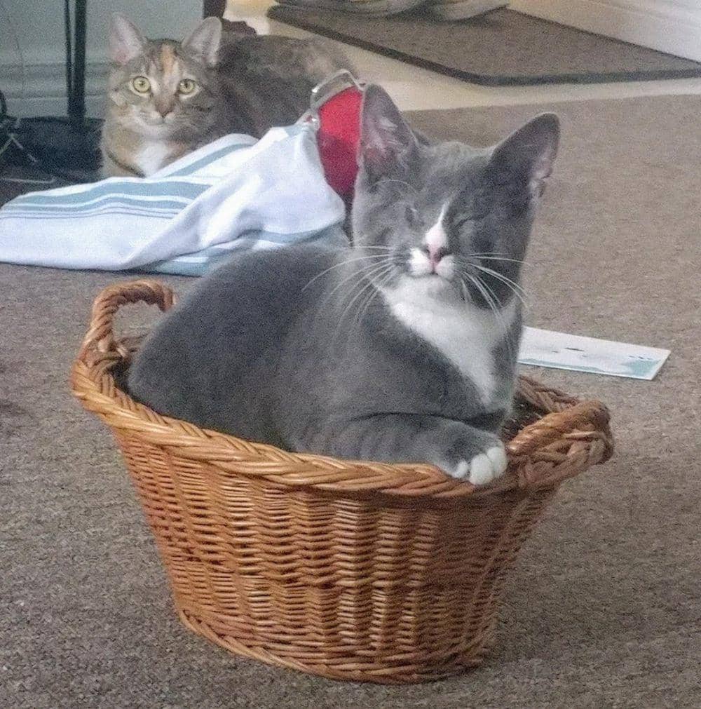 potret lucu kucing nongkrong di keranjang rotan (reddit.com/user/TheRealEggness)