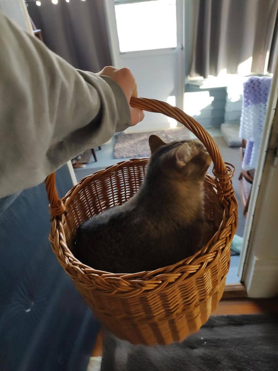 potret lucu kucing nongkrong di keranjang rotan (reddit.com/user/Keebodz)