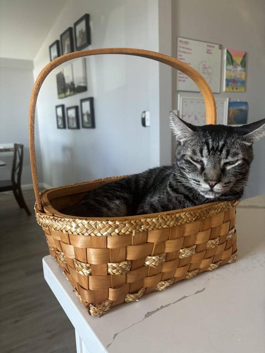 potret lucu kucing nongkrong di keranjang rotan (reddit.com/user/Blankspaces222)