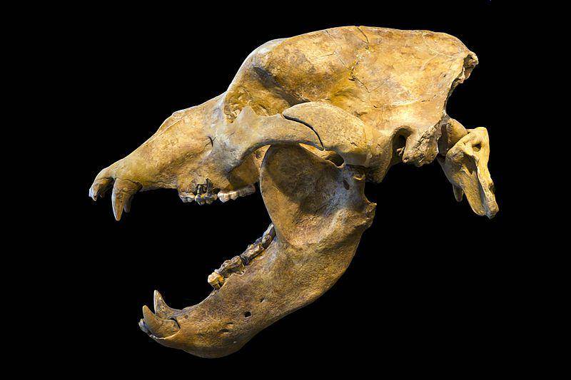 tampak dekat tengkorak beruang gua atau cave bear (commons.wikimedia.org/Didier Descouens)
