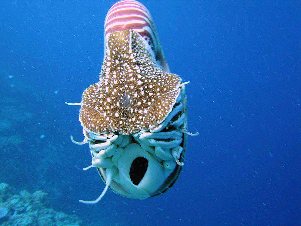 ilustrasi nautilus yang berenang menggunakan tenaga jet melalui siphuncle (Wikimedia Commons/Lee R. Berger)