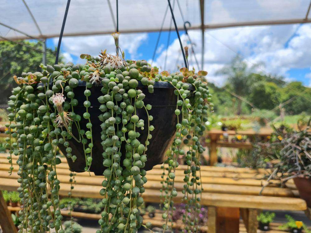 ilustrasi sukulen string of pearls (unsplash.com/alexandrerays)