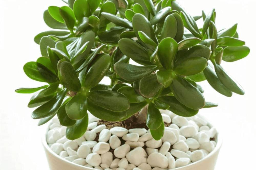 ilustrasi tanaman jade (gardeningknowhow.com)