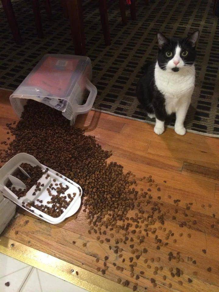 momen kocak kucing menjatuhkan makanan kering (twitter.com/DontShowYourCat)