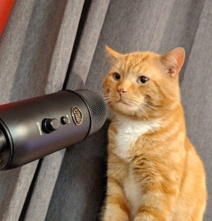 potret kucing jadi podcaster (twitter.com/DontShowYourCat)