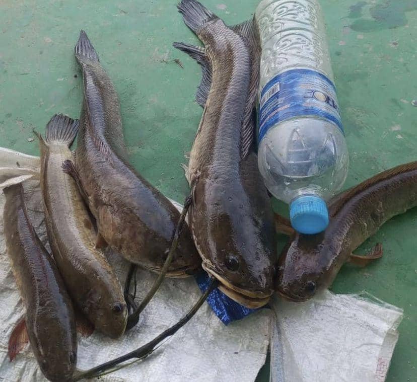 Budidaya Ikan Haruan yang Turut Menjadi Faktor Inflasi di Kalsel