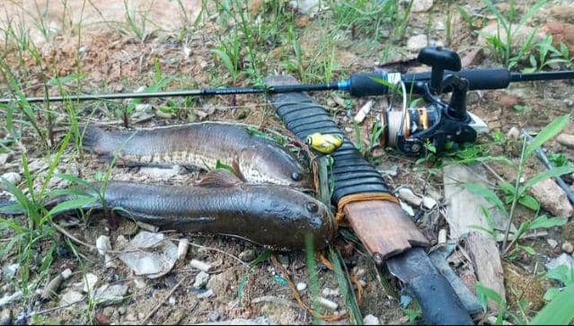Ikan haruan hasil pancingan.