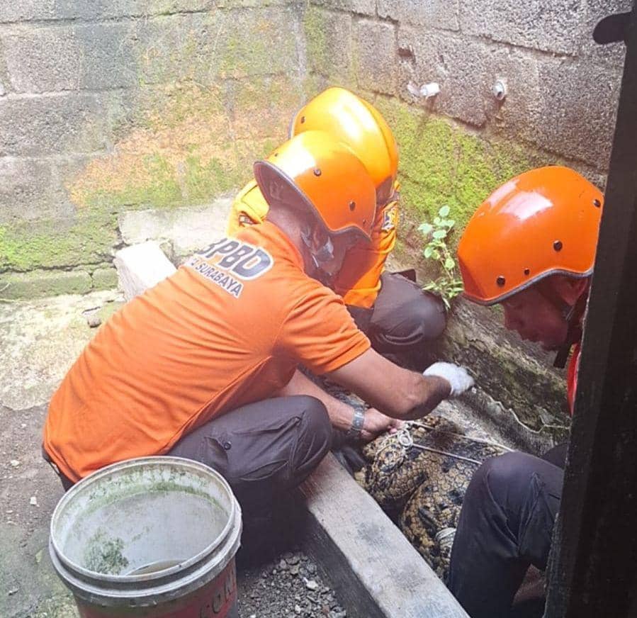 Buaya Siam 2,5 Meter Milik Warga Surabaya Dievakuasi ke KBS