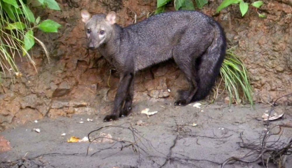6 Fakta Anjing Bertelinga Pendek, Jantan Mengeluarkan Aroma Kuat