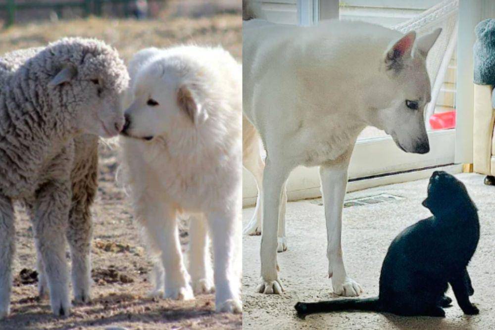 kolase potret gemas anjing putih dan sahabatnya (reddit.com/GaGator43 I reddit.com/titz4tatz)