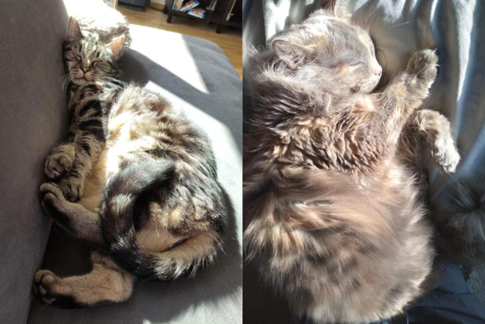 8 Potret Lucu Kucing Tidur Terkena Sorotan Matahari, bak Bidadari