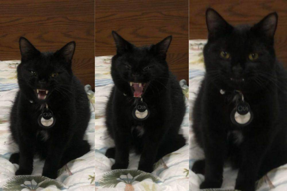 potret kucing hitam marah-marah (reddit.com/Independent-Yak1921)