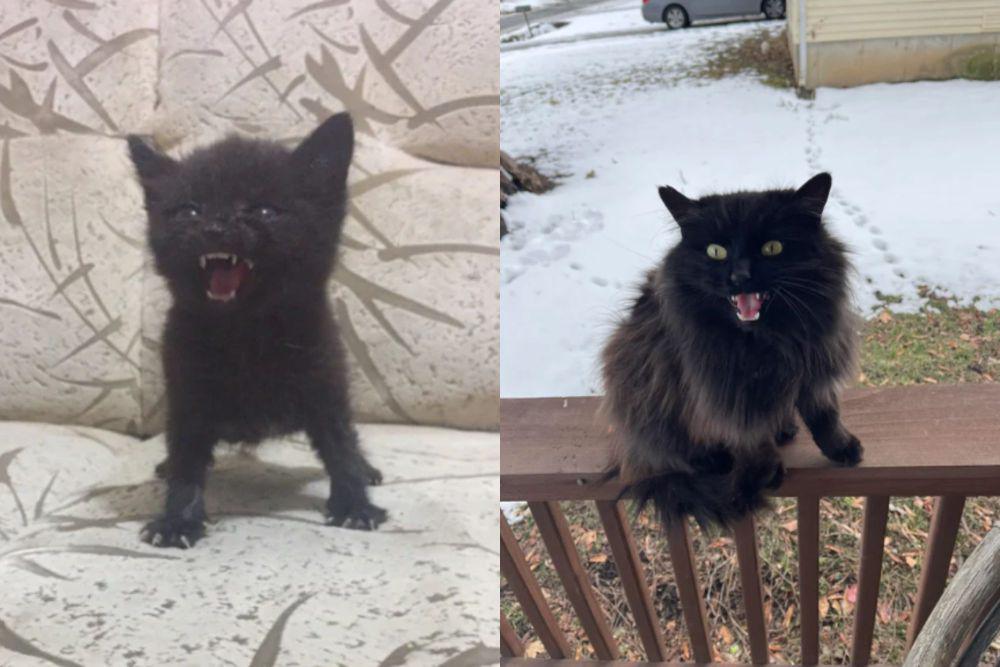 8 Potret Lucu Kucing Hitam Marah-Marah, Lagi Mode Tantrum Brutal!