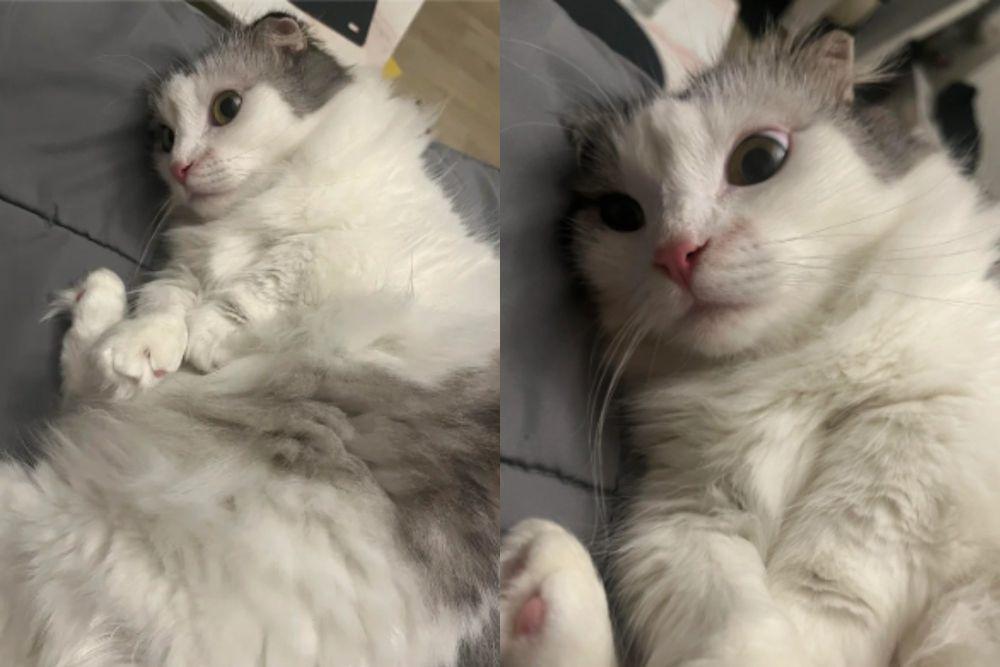 7 Potret Kocak Kucing Putih Melamun kayak Lagi Banyak Pikiran