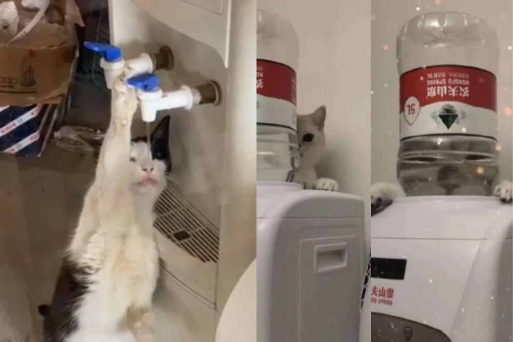 7 Potret Aksi Kucing di Dekat Dispenser Milik Hooman, Pengin Minum!