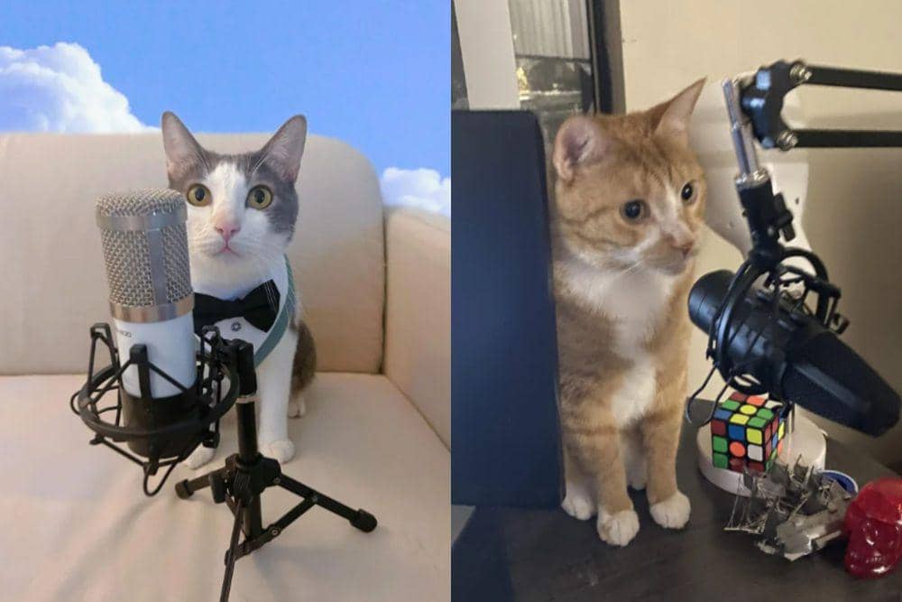 8 Potret Kocak Kucing Bertingkah bak Podcaster Profesional, Serius!