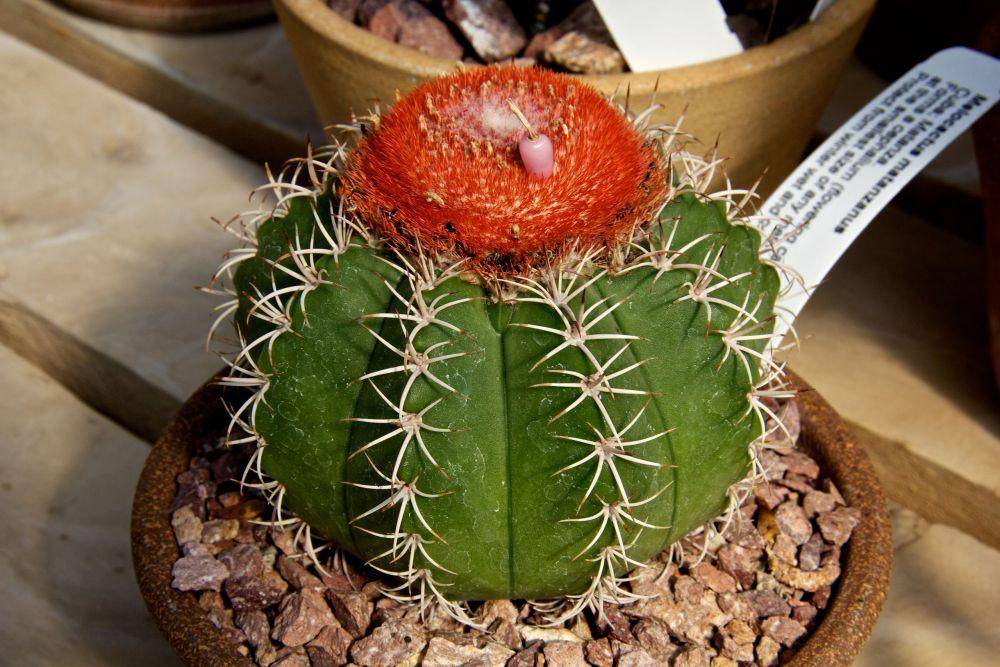 ilustrasi melocactus (commons.m.wikimedia.org/Mike Peel)