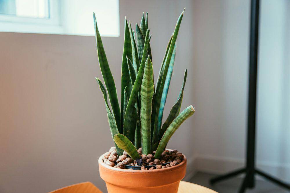 ilustrasi snake plant (unsplash.com/nicolasjleclercq)