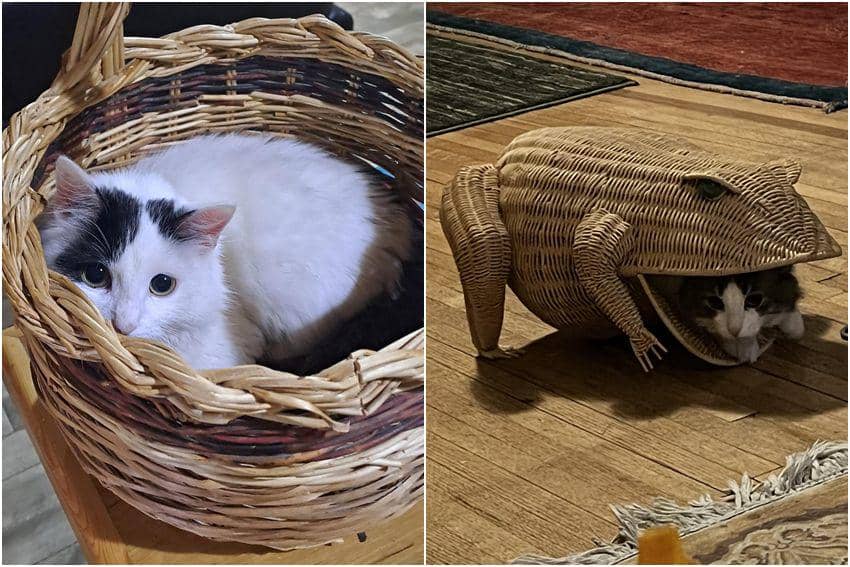 9 Potret Lucu Kucing Nongkrong di Keranjang Rotan, Terlalu Nyaman