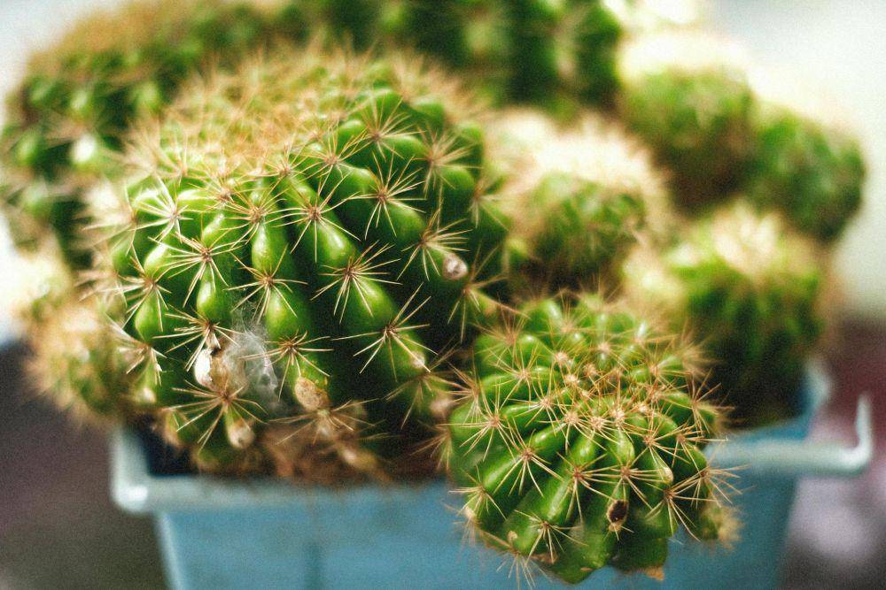 ilustrasi golden barrel cactus (pexels.com/theplanetspeaks)
