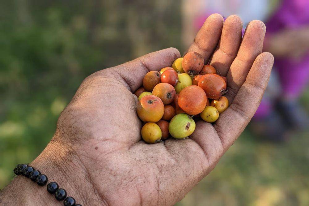 ilustrasi buah bidara (pexels.com/amitashu)