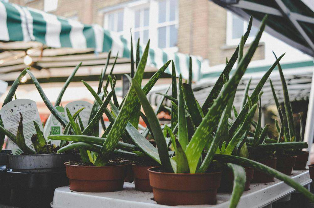 ilustrasi Aloe vera (pexels.com/cisiq)