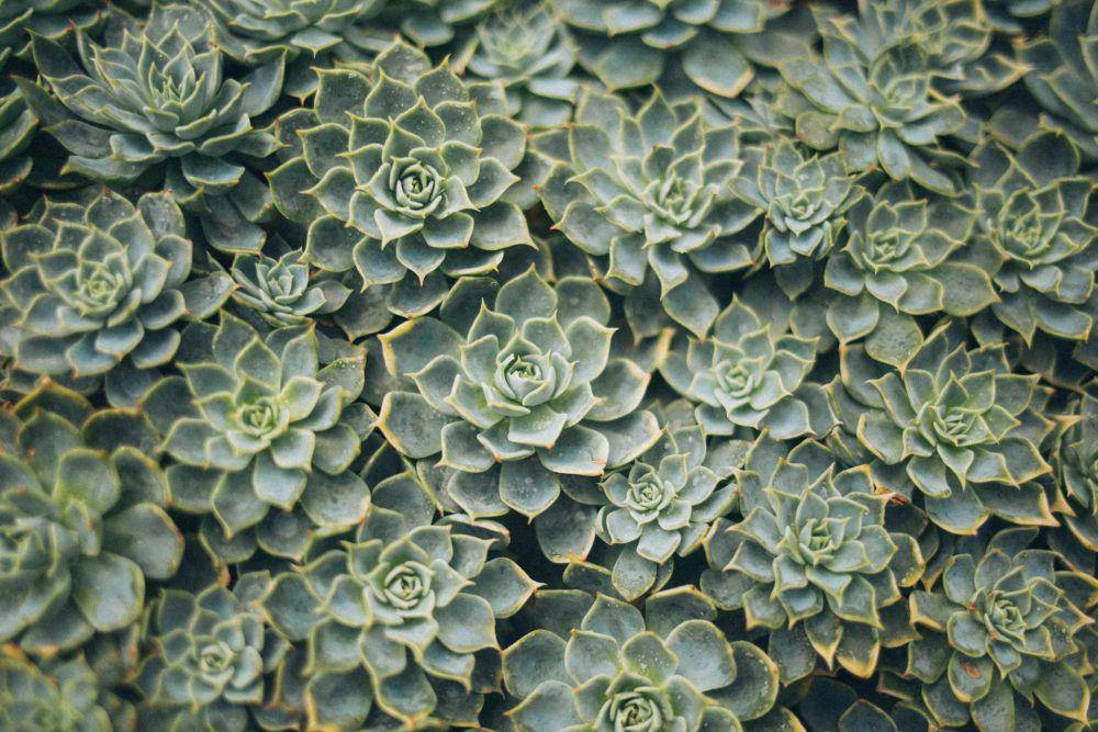 ilustrasi Echeveria glauca (pexels.com/elina-sazonova)