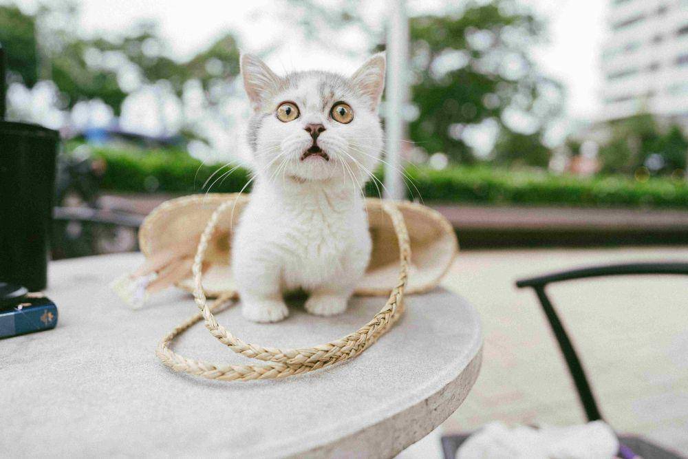 ilustrasi kucing (pexels.com/ Tranmautrita)