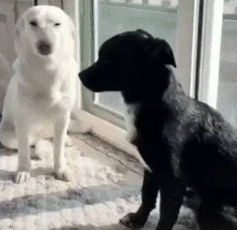 potret gemas anjing putih dan sahabatnya (reddit.com/to_the_tenth_power)