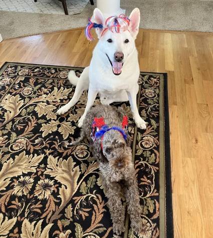 potret gemas anjing putih dan sahabatnya (reddit.com/mikey_808)
