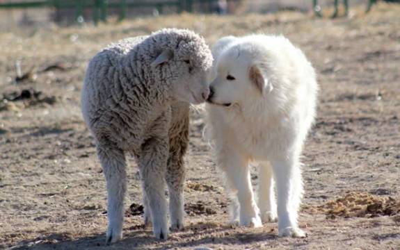 potret gemas anjing putih dan sahabatnya (reddit.com/GaGator43)