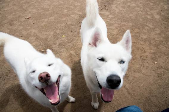 potret gemas anjing putih dan sahabatnya (reddit.com/galactigak)