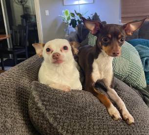 potret gemas anjing putih dan sahabatnya (reddit.com/courtneyrel)