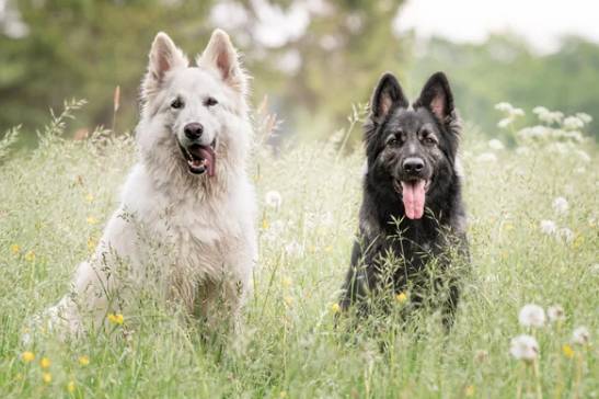 potret gemas anjing putih dan sahabatnya (reddit.com/Doudouisawesome)