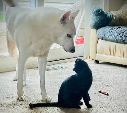 potret gemas anjing putih dan sahabatnya (reddit.com/titz4tatz)