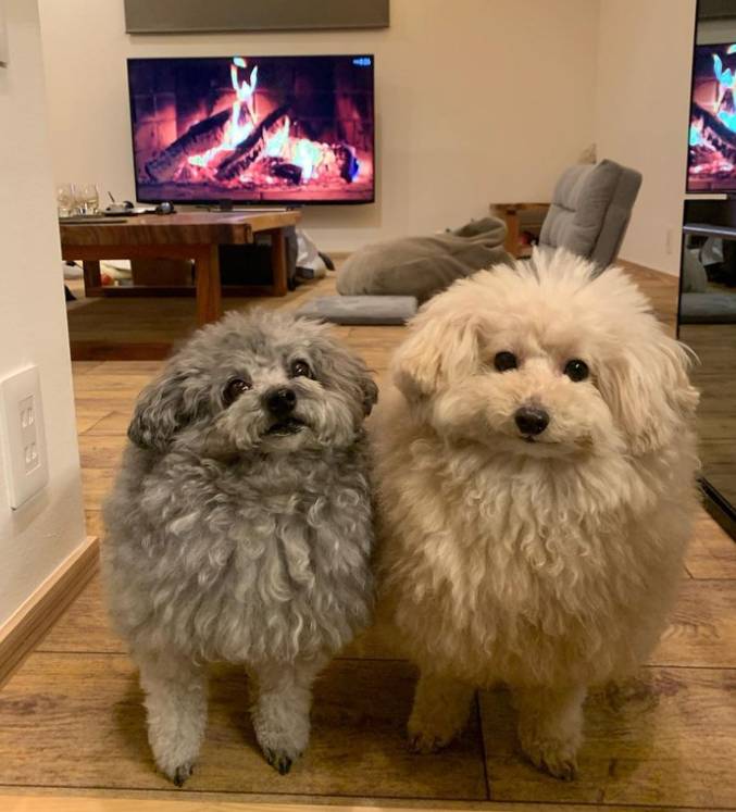 potret gemas anjing putih dan sahabatnya (twitter.com/contextdogs)