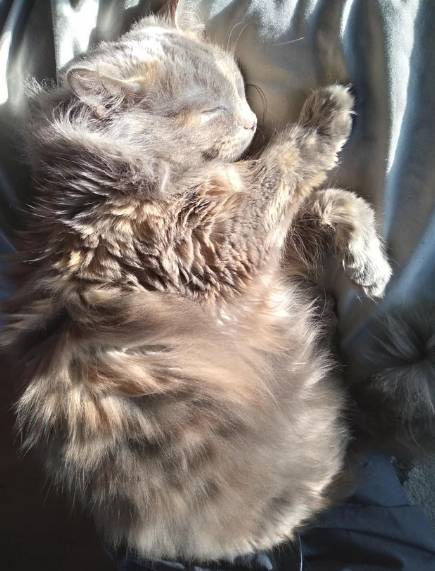 potret kucing tidur terkena sorotan matahari (reddit.com/alexloccs)