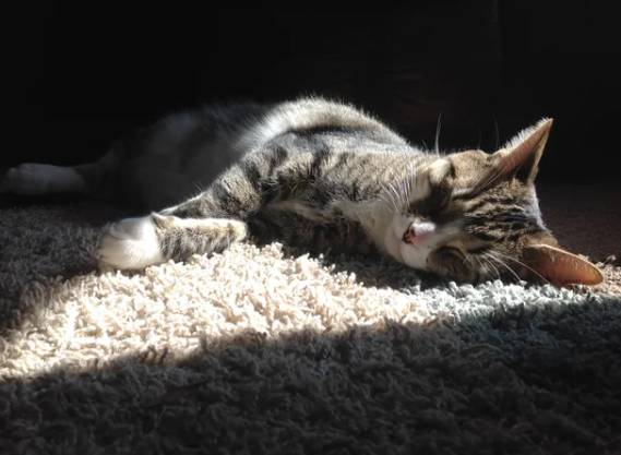 potret kucing tidur terkena sorotan matahari (reddit.com/rukittenme4)