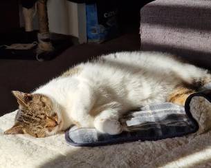 potret kucing tidur terkena sorotan matahari (reddit.com/Emmy_Tabby_Moony)