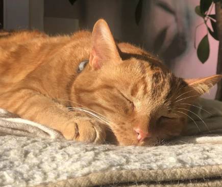 potret kucing tidur terkena sorotan matahari (reddit.com/Salt-Ad8933)