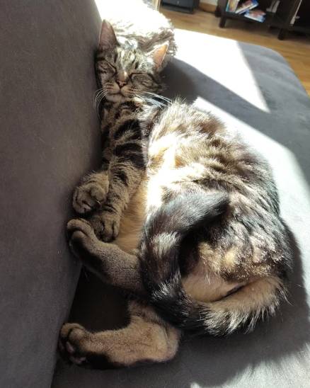 potret kucing tidur terkena sorotan matahari (reddit.com/salian93)