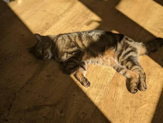 potret kucing tidur terkena sorotan matahari (reddit.com/deleted)
