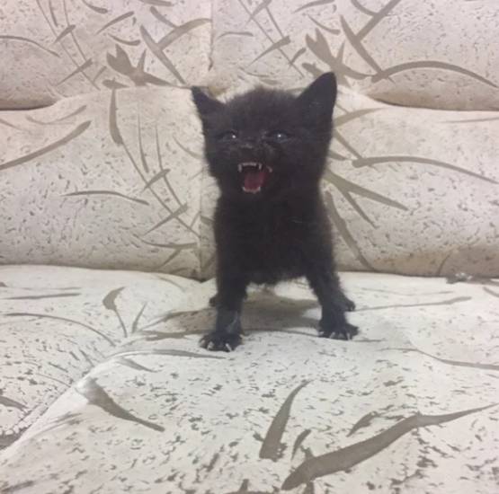 potret kucing hitam marah-marah (reddit.com/Independent-Yak1921)