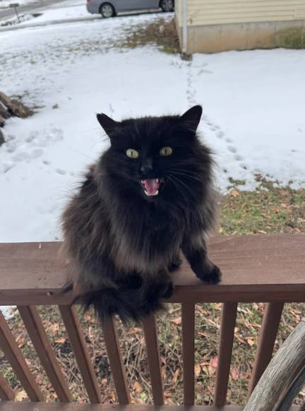 potret kucing hitam marah-marah (reddit.com/deleted)